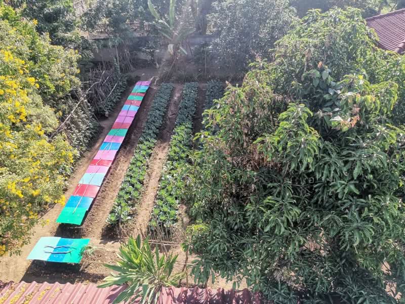 ที่ดินในเมือง ลำพูน, Lamphun, Nai Muang, Muang Lamphun, Lamphun, , 1,420 sqm, Land For Sale, by The Best Property   บอย, 500200326 - DDproperty.com