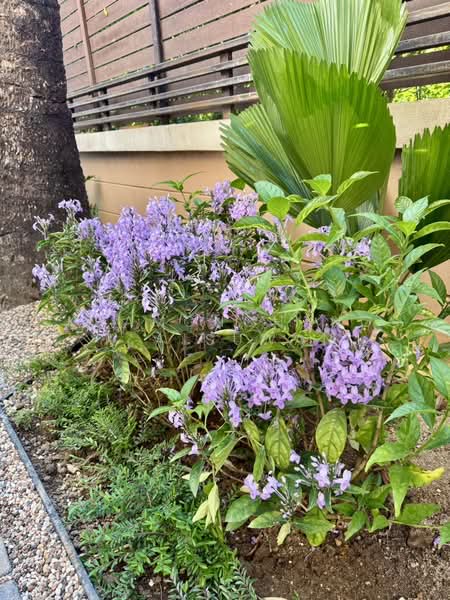 The Athena Koolpunt Ville 14, Chiang Mai, Pa Daet, Muang Chiang Mai, Chiang Mai, 5 Bedrooms, 430 sqm, Single Detached House For Sale, by Khamonchanok Aisuwan, 500201097 - DDproperty.com