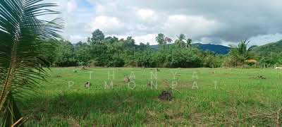 ขาย - ขายที่ดินติดชายหาด ตลิ่งงาม เกาะสมุย, สุราษฎร์ธานี
