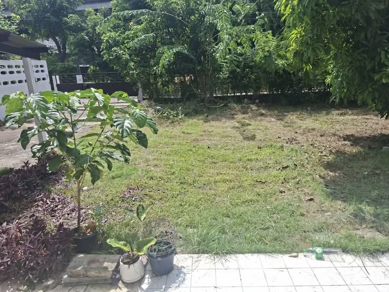 บ้านเดี่ยวให้เช่าย่านพัฒนาการ 5, กรุงเทพ, สวนหลวง, สวนหลวง, กรุงเทพ, 100 ตร.ม., บ้านเดี่ยว ให้เช่า, โดย Sittichai (Ice) Tulyanon, 500202158 - DDproperty.com