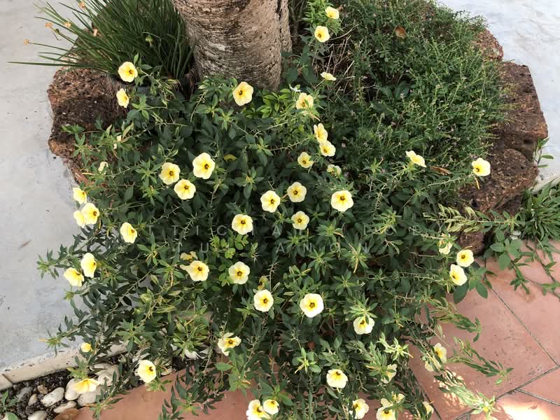 ให้เช่า - Lakewood Village : หมู่บ้าน เลควูด, สมุทรปราการ