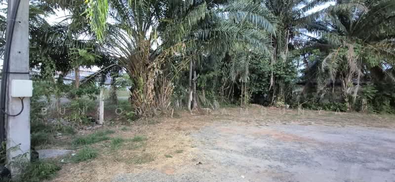 ขายที่ดิน 154.9 ตร.ว. ในเมืองสุราษฎร์ธานี เหมาะสร้างธุรกิจริมน้ำ บ้านวิวติดคลองมะขามเตี้ย, Surat Thani, Makham Tia, Muang Surat Thani, Surat Thani, , 620 sqm, Land For Sale, by Bunsong Yiambunya, 500202648 - DDproperty.com