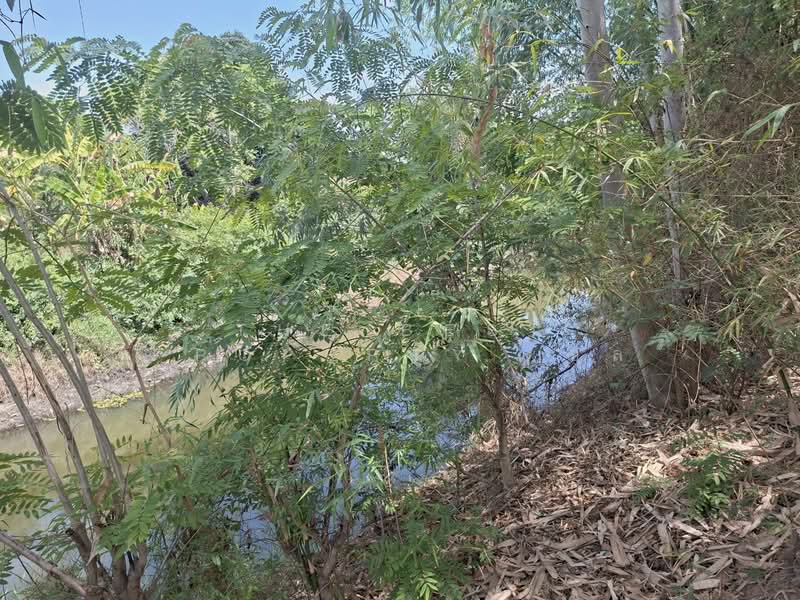 บ้านเดี่ยวพร้อมที่ดินปักธงชัย นครราชสีมา, Nakhon Ratchasima, Don, Pak Thong Chai, Nakhon Ratchasima, 2 Bedrooms, 150 sqm, Single Detached House For Sale, by The Best Property ชล, 500202899 - DDproperty.com