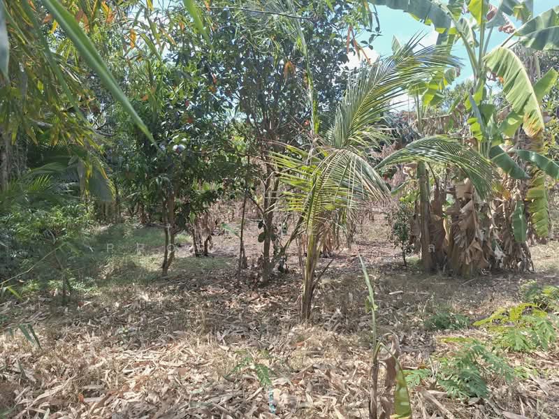 บ้านเดี่ยวพร้อมที่ดินปักธงชัย นครราชสีมา, Nakhon Ratchasima, Don, Pak Thong Chai, Nakhon Ratchasima, 2 Bedrooms, 150 sqm, Single Detached House For Sale, by The Best Property ชล, 500202899 - DDproperty.com