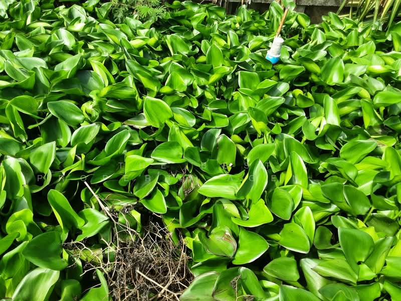 ที่ดินบางแค กรุงเทพมหานคร, Bangkok, Lak Song, Bang Khae, Bangkok, , 5,544 sqm, Land For Sale, by The Best Property Agent เสือ, 500202947 - DDproperty.com