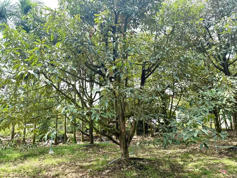 ที่ดินท่าช้าง จันทบุรี, Chanthaburi, Tha Chang, Muang Chanthaburi, Chanthaburi, , 1,204 sqm, Land For Sale, by The Best Property Agent เมญ่า, 500203234 - DDproperty.com