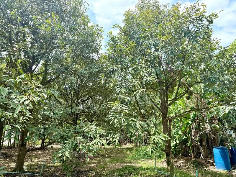 ที่ดินท่าช้าง จันทบุรี, Chanthaburi, Tha Chang, Muang Chanthaburi, Chanthaburi, , 1,204 sqm, Land For Sale, by The Best Property Agent เมญ่า, 500203234 - DDproperty.com