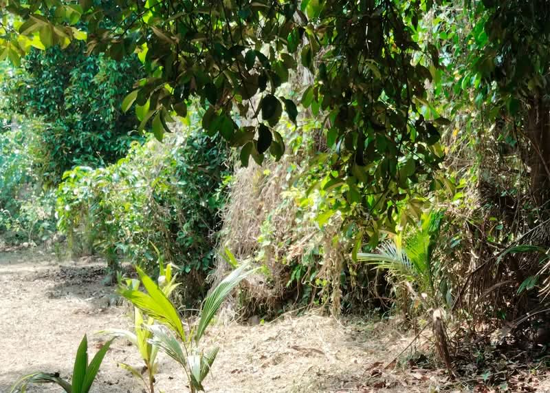 ที่ดินนาทุ่ง ชุมพร, Chumphon, Na Thung, Muang Chumphon, Chumphon, , 8,084 sqm, Land For Sale, by The Best Property รัก, 500203453 - DDproperty.com