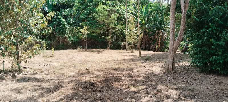 ที่ดินนาทุ่ง ชุมพร, Chumphon, Na Thung, Muang Chumphon, Chumphon, , 8,084 sqm, Land For Sale, by The Best Property รัก, 500203453 - DDproperty.com