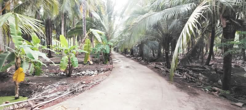 ที่ดินดำเนินสะดวก ราชบุรี, Ratchaburi, Ta Luang, Damnoen Saduak, Ratchaburi, , 1,024 sqm, Land For Sale, by The Best Property แคท, 500203473 - DDproperty.com