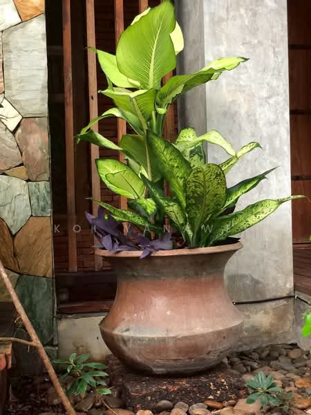 Siwalee Lakeview, Chiang Mai, Mae Hia, Muang Chiang Mai, Chiang Mai, 5 Bedrooms, 270 sqm, Single Detached House For Rent, by Koi Yanawee, 500205035 - DDproperty.com