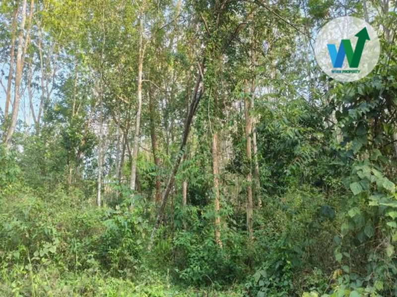 ขาย - ขายด่วนที่ดินติดถนนสายสามแยกศาลาหัวไส-ไทรงาม อำเภอควนขนุน, พัทลุง