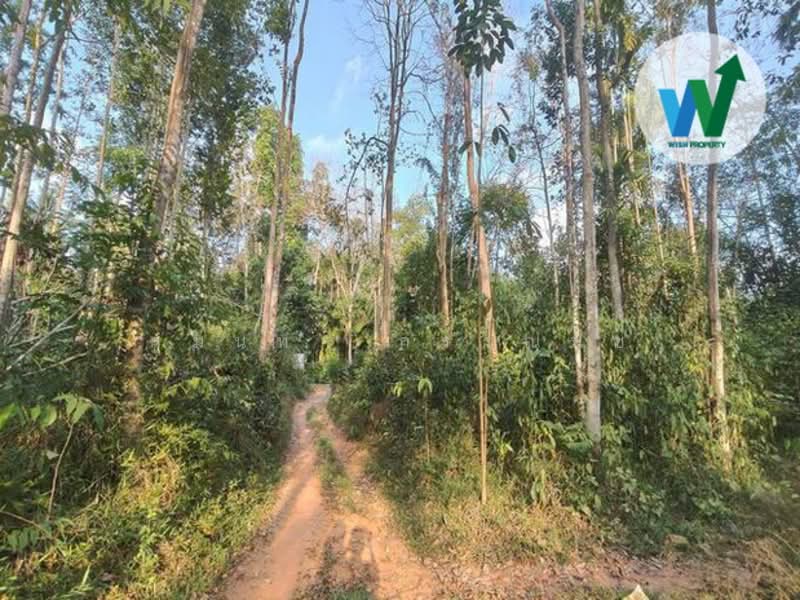 ขาย - ขายด่วนที่ดินติดถนนสายสามแยกศาลาหัวไส-ไทรงาม อำเภอควนขนุน, พัทลุง