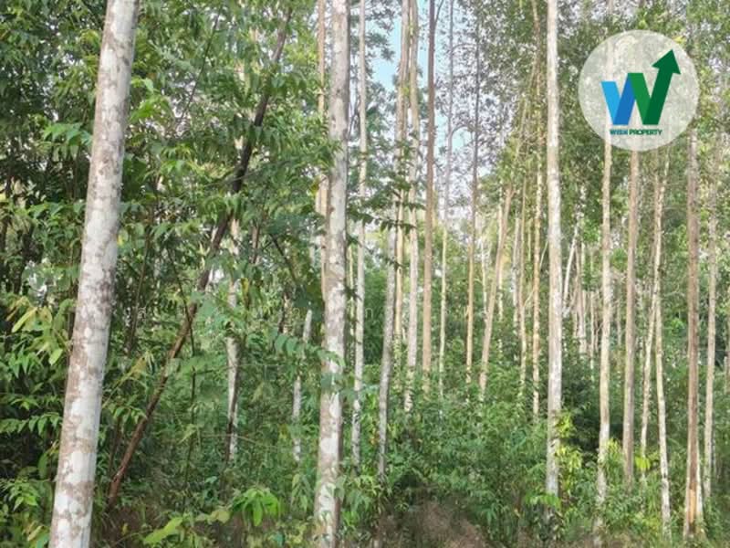 ขาย - ขายด่วนที่ดินติดถนนสายสามแยกศาลาหัวไส-ไทรงาม อำเภอควนขนุน, พัทลุง