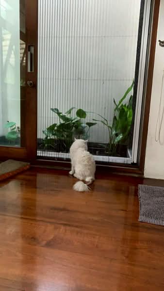 The New CBD พระราม4, กรุงเทพ, พระโขนง, คลองเตย, กรุงเทพ, 350 ตร.ม., บ้านเดี่ยว ขาย, โดย สมโพธิ เทศวิรัช, 500206522 - DDproperty.com