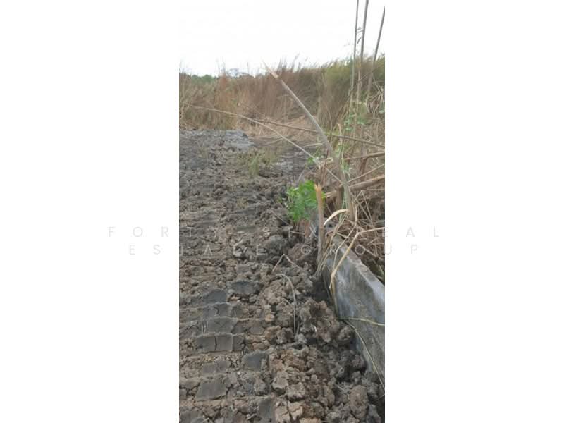 ให้เช่าที่ดินแปลงงาม สภาพแวดล้อมดี เข้า ออกได้หลายทาง ที่ดินถมแล้ว 3 แปลง, สมุทรปราการ, บางพลีใหญ่, บางพลี, สมุทรปราการ, 1,152 ตร.ม., ที่ดิน ให้เช่า, โดย Forty-Six Real Estate Group, 500206701 - DDproperty.com