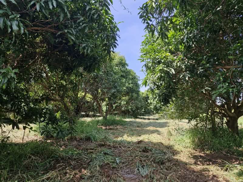 ขายที่ดินราคาถูก 32-1-66 ไร่ ต.บ้านซ่อง อ.พนมสารคาม จ.ฉะเชิงเทรา เหมาะทำการเกษตรกรรมหรือ ที่พักอาศัย, ฉะเชิงเทรา, บ้านซ่อง, พนมสารคาม, ฉะเชิงเทรา, 76,552 ตร.ม., ที่ดิน ขาย, โดย ni c, 500206704 - DDproperty.com