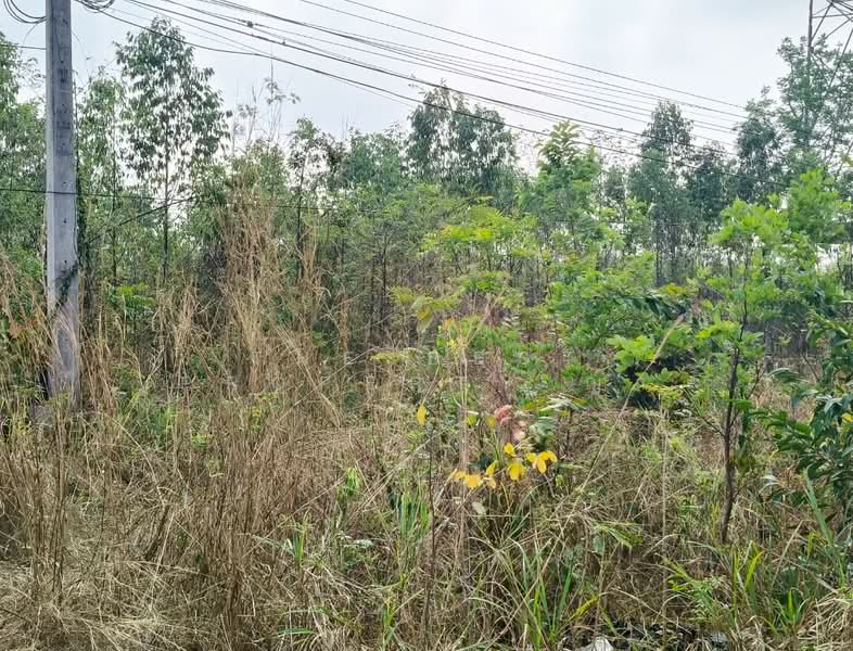 ขาย - ที่ดินพนัสนิคม ชลบุรี, ชลบุรี