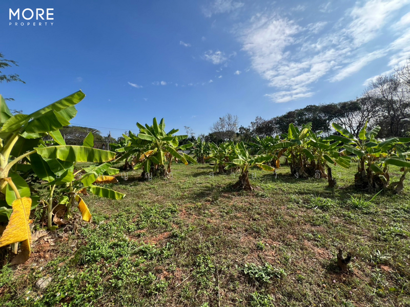 Land with Building for Sale in Baan Tawai, Hang Dong – 9 Rai 3 Ngan 62 Sq.wah (ID: 275LS), Chiang Mai, Nong Kaeo, Hang Dong, Chiang Mai, , 15,848 sqm, Land For Sale, by อรกัญญา สายวังกิจ, 500207064 - DDproperty.com