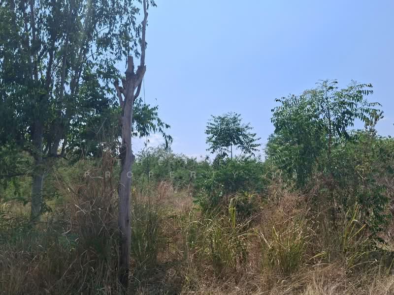 For Sale - ที่ดินโชคชัย นครราชสีมา, Nakhon Ratchasima