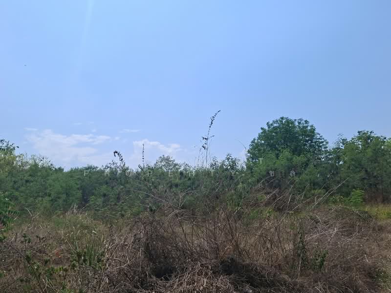 For Sale - ที่ดินโชคชัย นครราชสีมา, Nakhon Ratchasima