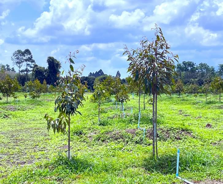 ที่ดินนบพิตำ นครศรีธรรมราช, Nakhon Si Thammarat, Na Reng, Nophi Tam, Nakhon Si Thammarat, , 26,756 sqm, Land For Sale, by The Best Property แจ๊ส, 500207315 - DDproperty.com