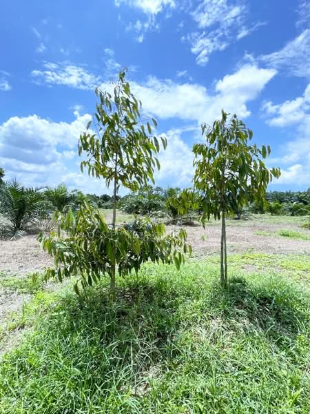 ที่ดินนบพิตำ นครศรีธรรมราช, Nakhon Si Thammarat, Na Reng, Nophi Tam, Nakhon Si Thammarat, , 26,756 sqm, Land For Sale, by The Best Property แจ๊ส, 500207315 - DDproperty.com