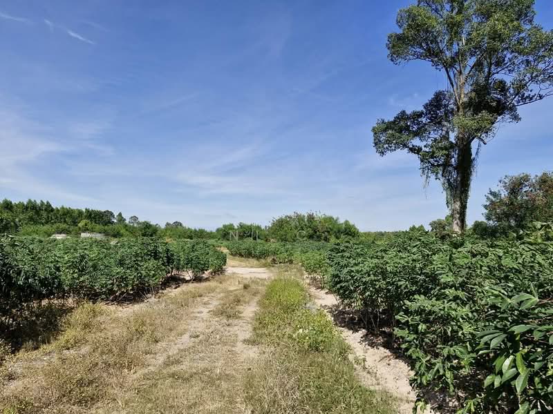 ที่ดินพนมสารคาม, Chachoengsao, Ban-Song, Phanom Sarakham, Chachoengsao, , 51,864 sqm, Land For Sale, by vanee chiracharasporn, 500209019 - DDproperty.com