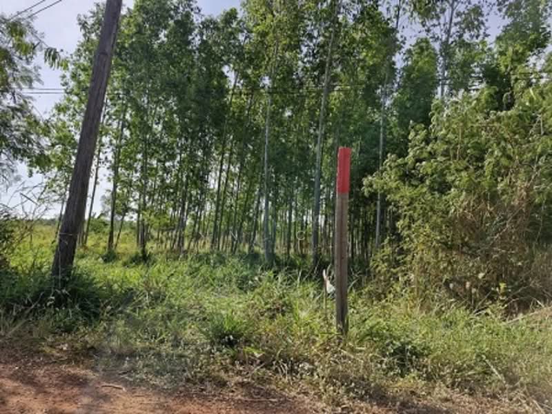 ที่ดินพนมสารคาม, ฉะเชิงเทรา, บ้านซ่อง, พนมสารคาม, ฉะเชิงเทรา, 51,864 ตร.ม., ที่ดิน ขาย, โดย ni c, 500209019 - DDproperty.com