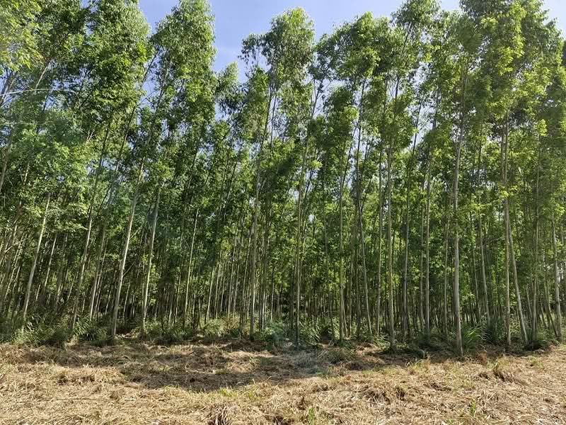 ที่ดินพนมสารคาม, Chachoengsao, Ban-Song, Phanom Sarakham, Chachoengsao, , 51,864 sqm, Land For Sale, by vanee chiracharasporn, 500209019 - DDproperty.com