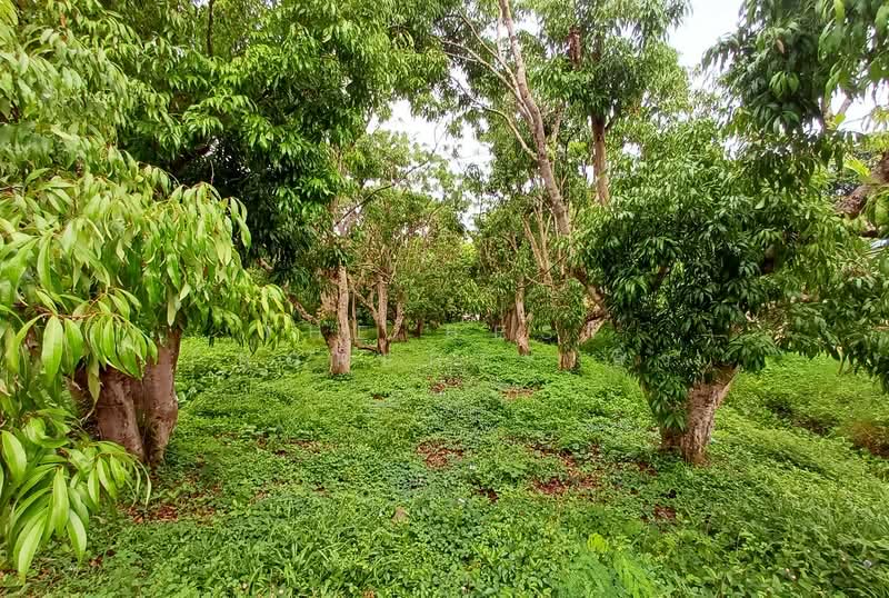 บ้านเดี่ยวพร้อมที่ดินอัมพวา สมุทรสงคราม, สมุทรสงคราม, แควอ้อม, อัมพวา, สมุทรสงคราม, 150 ตร.ม., บ้านเดี่ยว ขาย, โดย The Best Property อิ๋ว, 500209147 - DDproperty.com