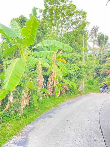 ขายด่วนที่ดินเปล่า แปลงใหญ่ ทำเลดี ลิปาน้อย สุราษฎร์ธานี, Surat Thani, Lipa Noi, Ko Samui, Surat Thani, , 5,780 sqm, Land For Sale, by คุณ วิญากร, 500209259 - DDproperty.com