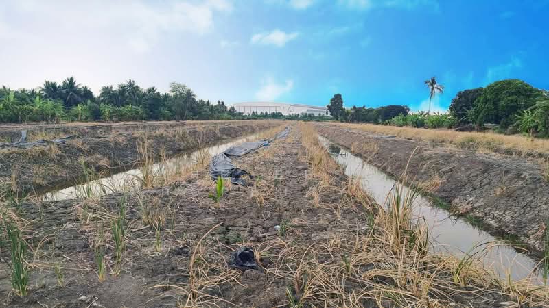 ที่ดินลาดกระบัง กรุงเทพมหานคร, Bangkok, Thab Yao, Lat Krabang, Bangkok, , 21,744 sqm, Land For Sale, by The Best Property นิ, 500209707 - DDproperty.com