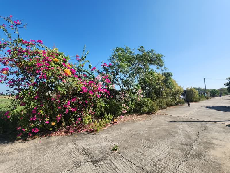 ขาย - ขายบ้าน บางเลน นครปฐม | บ้านพร้อมที่ดิน 450 ตร.วา ทำสวนต้นไม้ มีรายได้จริง, นครปฐม