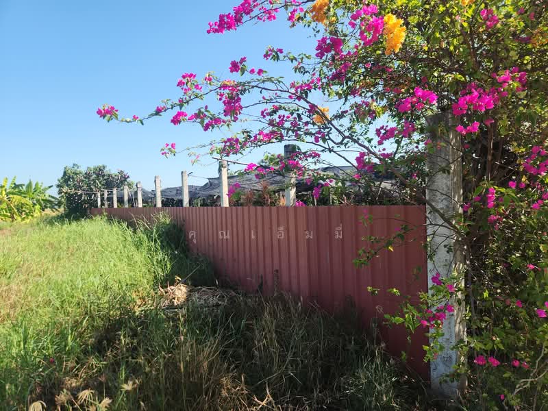 ขาย - ขายบ้าน บางเลน นครปฐม | บ้านพร้อมที่ดิน 450 ตร.วา ทำสวนต้นไม้ มีรายได้จริง, นครปฐม