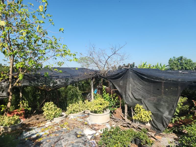 ขาย - ขายบ้าน บางเลน นครปฐม | บ้านพร้อมที่ดิน 450 ตร.วา ทำสวนต้นไม้ มีรายได้จริง, นครปฐม