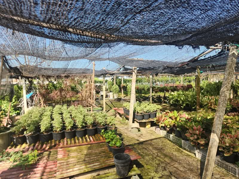 For Sale - ขายบ้าน บางเลน นครปฐม | บ้านพร้อมที่ดิน 450 ตร.วา ทำสวนต้นไม้ มีรายได้จริง, Nakhon Pathom