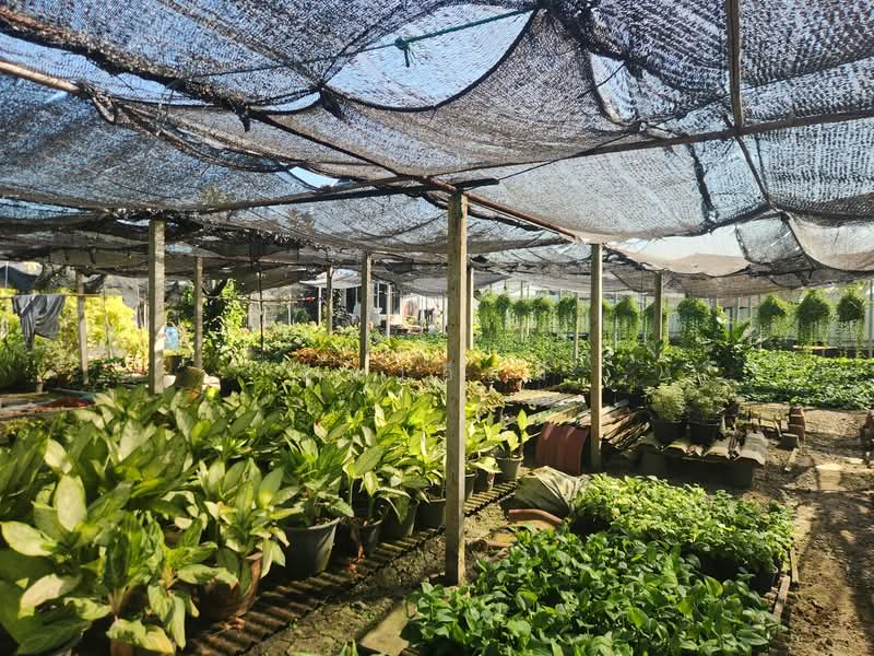 ขาย - ขายบ้าน บางเลน นครปฐม | บ้านพร้อมที่ดิน 450 ตร.วา ทำสวนต้นไม้ มีรายได้จริง, นครปฐม