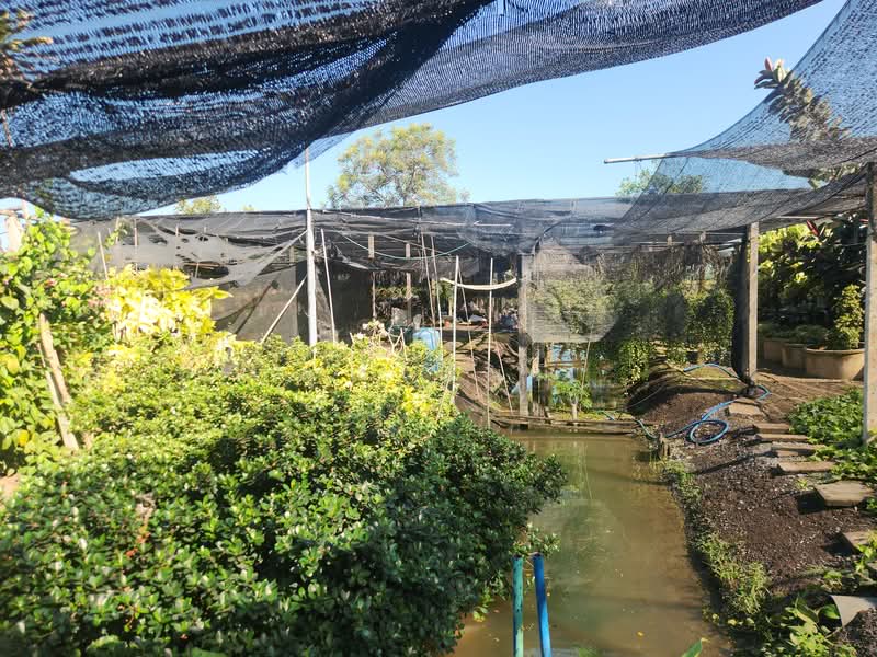 ขาย - ขายบ้าน บางเลน นครปฐม | บ้านพร้อมที่ดิน 450 ตร.วา ทำสวนต้นไม้ มีรายได้จริง, นครปฐม