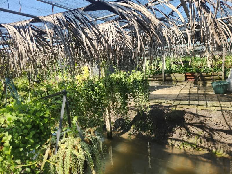 For Sale - ขายบ้าน บางเลน นครปฐม | บ้านพร้อมที่ดิน 450 ตร.วา ทำสวนต้นไม้ มีรายได้จริง, Nakhon Pathom