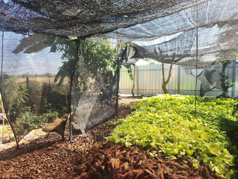 For Sale - ขายบ้าน บางเลน นครปฐม | บ้านพร้อมที่ดิน 450 ตร.วา ทำสวนต้นไม้ มีรายได้จริง, Nakhon Pathom