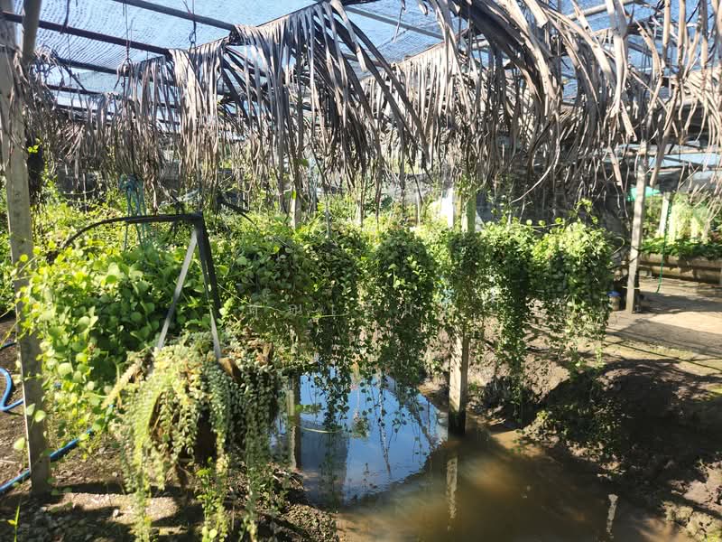 For Sale - ขายบ้าน บางเลน นครปฐม | บ้านพร้อมที่ดิน 450 ตร.วา ทำสวนต้นไม้ มีรายได้จริง, Nakhon Pathom