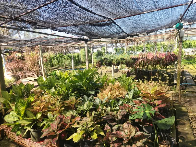 ขาย - ขายบ้าน บางเลน นครปฐม | บ้านพร้อมที่ดิน 450 ตร.วา ทำสวนต้นไม้ มีรายได้จริง, นครปฐม