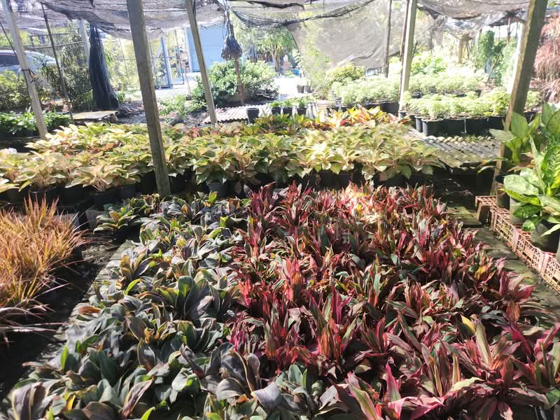 For Sale - ขายบ้าน บางเลน นครปฐม | บ้านพร้อมที่ดิน 450 ตร.วา ทำสวนต้นไม้ มีรายได้จริง, Nakhon Pathom