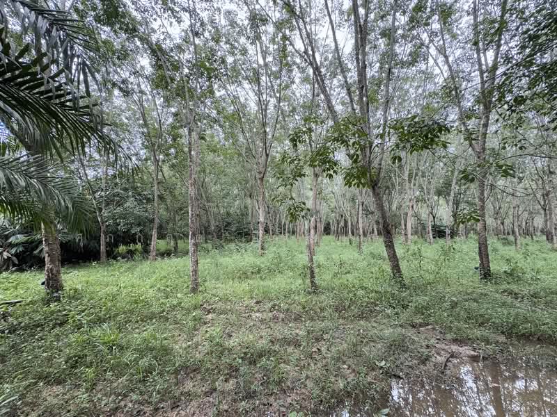 For Sale - ที่ดิน ขาเข้า เส้นสนามบินหาดใหญ่, Songkhla