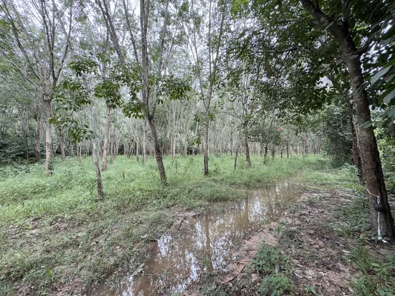 ที่ดิน ขาเข้า เส้นสนามบินหาดใหญ่, สงขลา, ควนลัง, หาดใหญ่, สงขลา, 118,400 ตร.ม., ที่ดิน ขาย, โดย ศุภกฤต ยืนยงสวัสดิ์, 500210871 - DDproperty.com