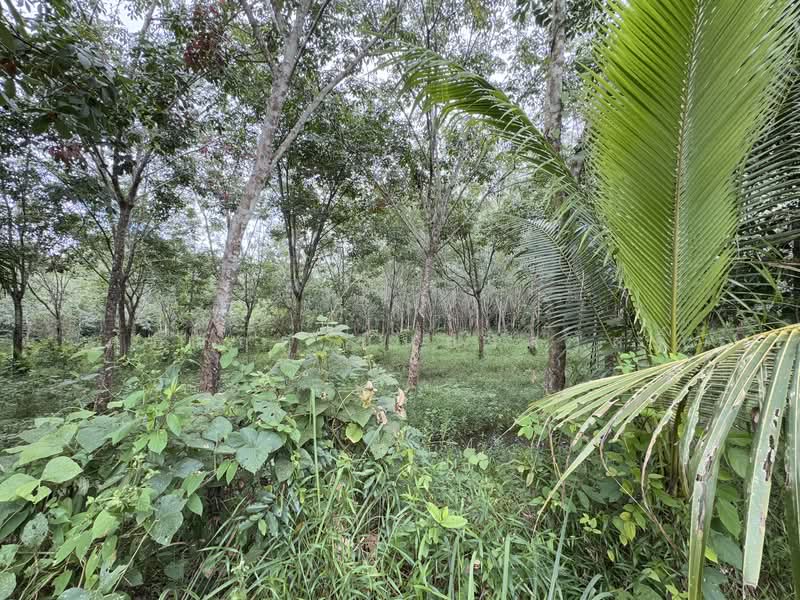 ที่ดิน ขาเข้า เส้นสนามบินหาดใหญ่, สงขลา, ควนลัง, หาดใหญ่, สงขลา, 118,400 ตร.ม., ที่ดิน ขาย, โดย ศุภกฤต ยืนยงสวัสดิ์, 500210871 - DDproperty.com