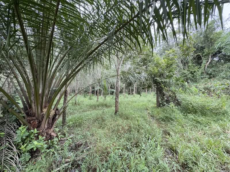 For Sale - ที่ดิน ขาเข้า เส้นสนามบินหาดใหญ่, Songkhla