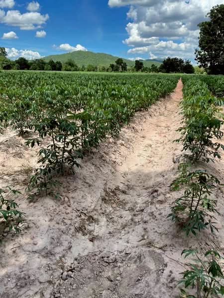 For Rent - แบ่งให้เช่า ที่ดิน 5 ไร่ วิวสวนมันสำปะหลัง ใกล้โรงเรียน และโรงพยาบาลไพศาลี อ.ไพศาลี จ.นครสวรรค์, Nakhon Sawan