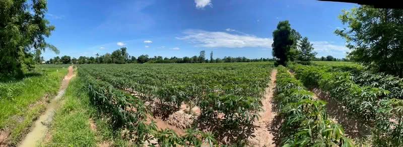 For Rent - แบ่งให้เช่า ที่ดิน 5 ไร่ วิวสวนมันสำปะหลัง ใกล้โรงเรียน และโรงพยาบาลไพศาลี อ.ไพศาลี จ.นครสวรรค์, Nakhon Sawan